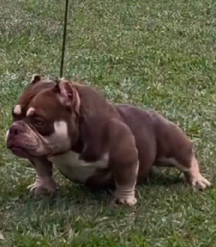Filhote de American Bully na grama