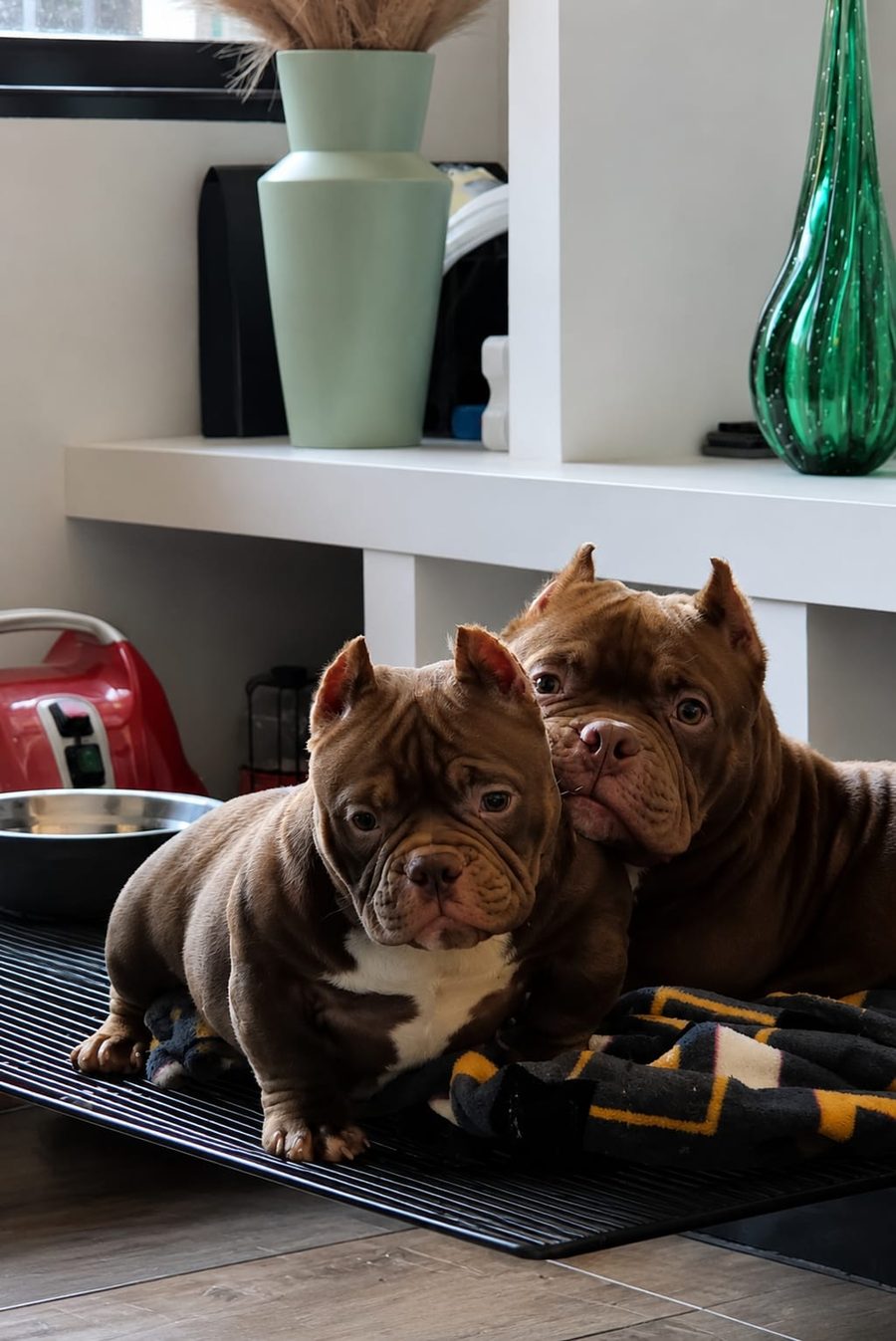 Dois filhotes de American Bully