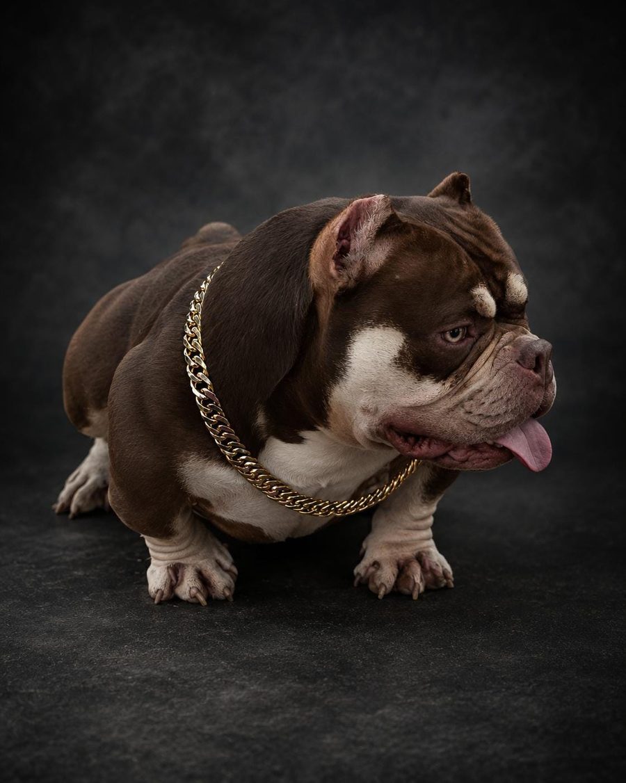 Rascal, American Bully do canil, com corrente dourada