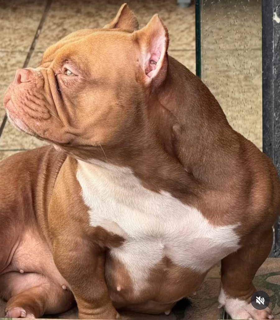 Cabeça e peitoral de American Bully em close