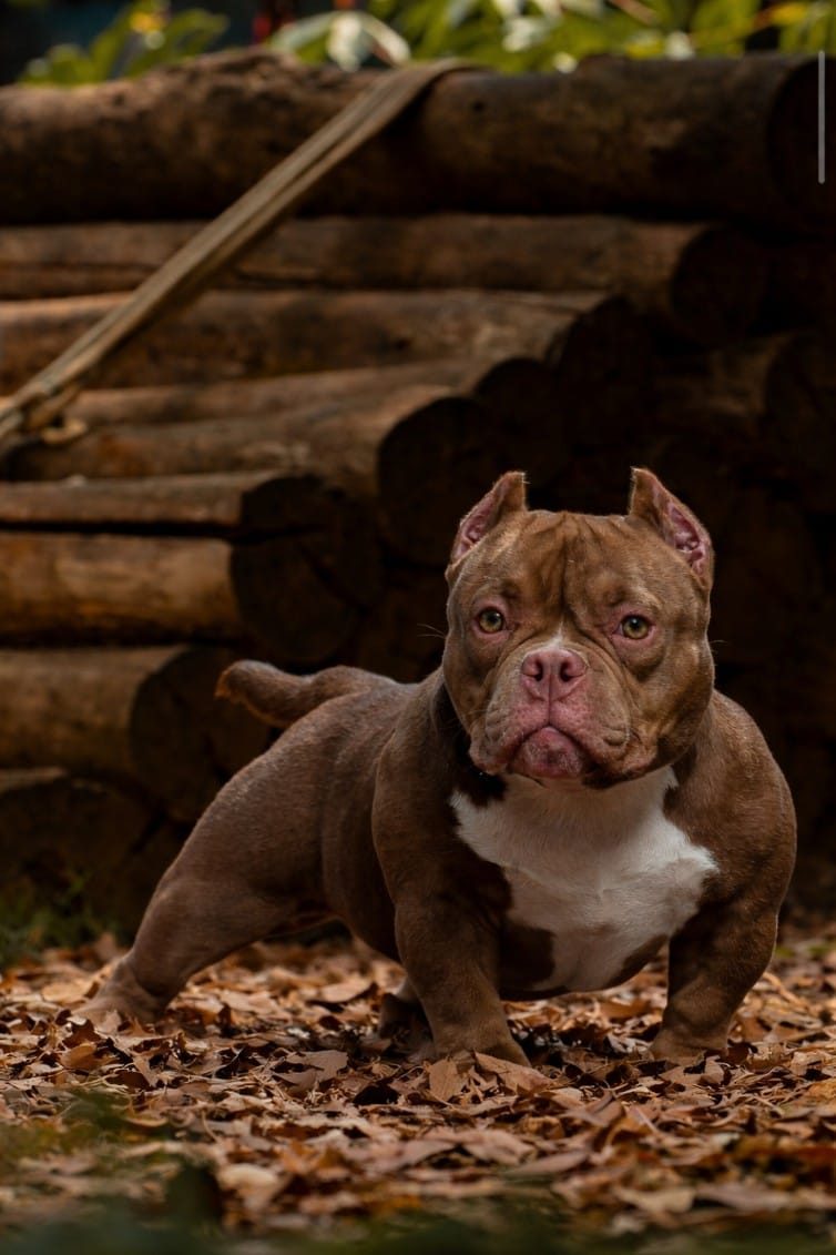 American Bully em área externa